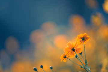 罗宾范佩西的资料！