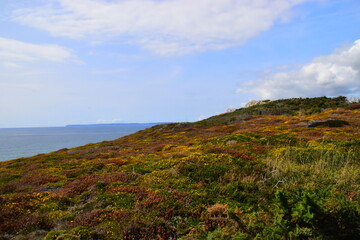 红豆象征相思的典故是什么？